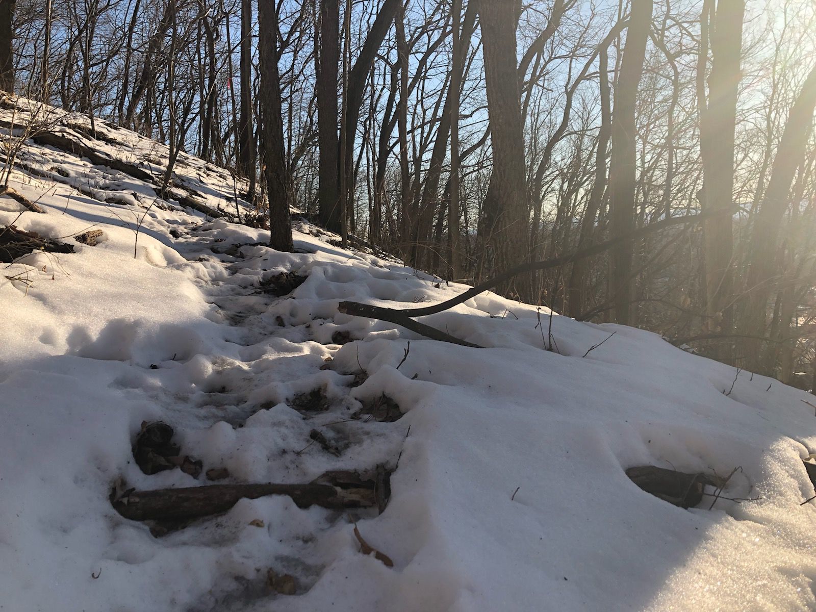 Rogue Trail